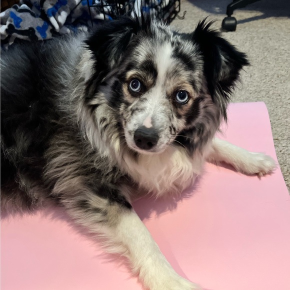 mibarker